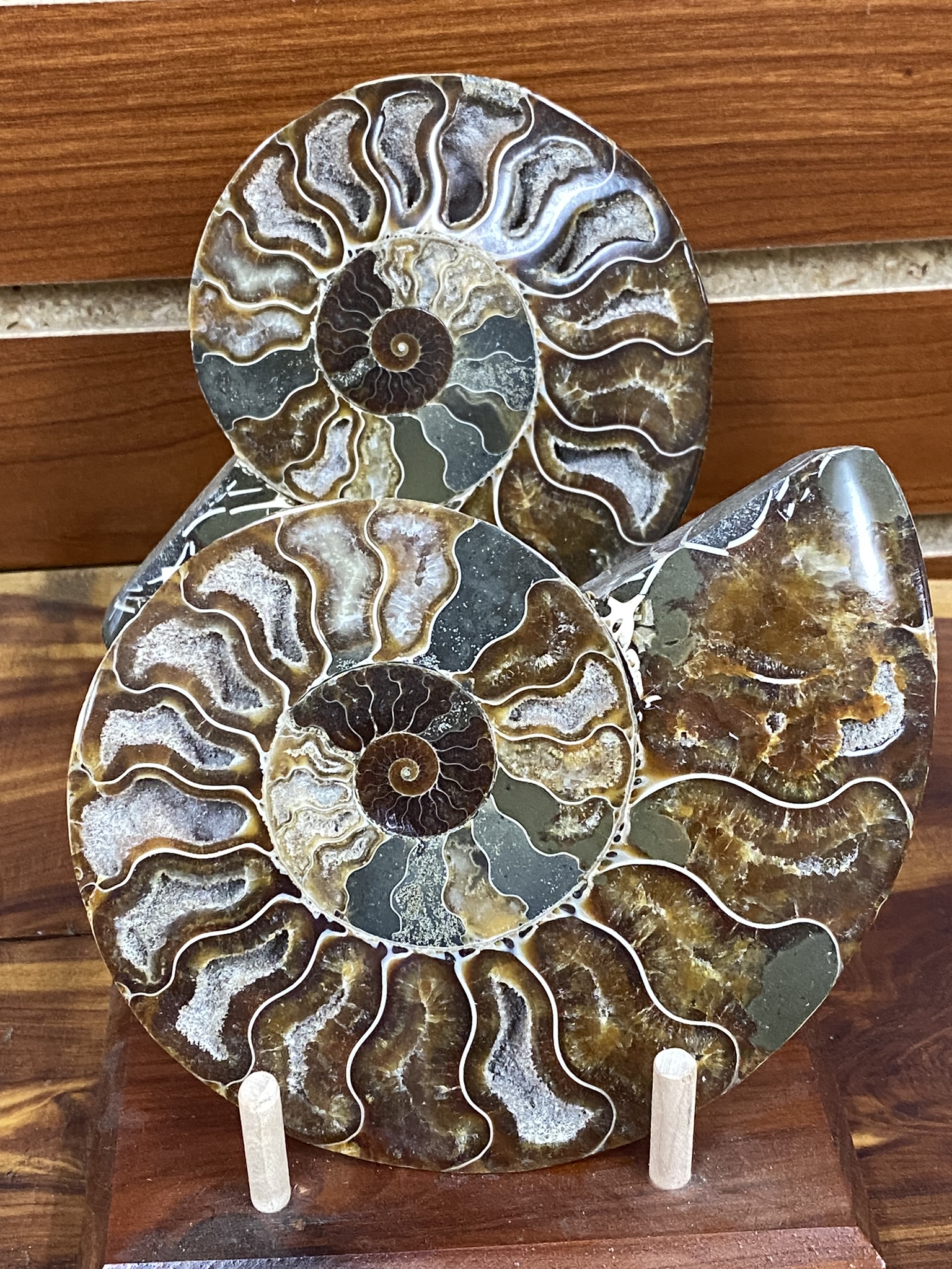 Ammonite halves