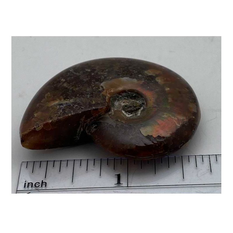 Ammonite Iridescent