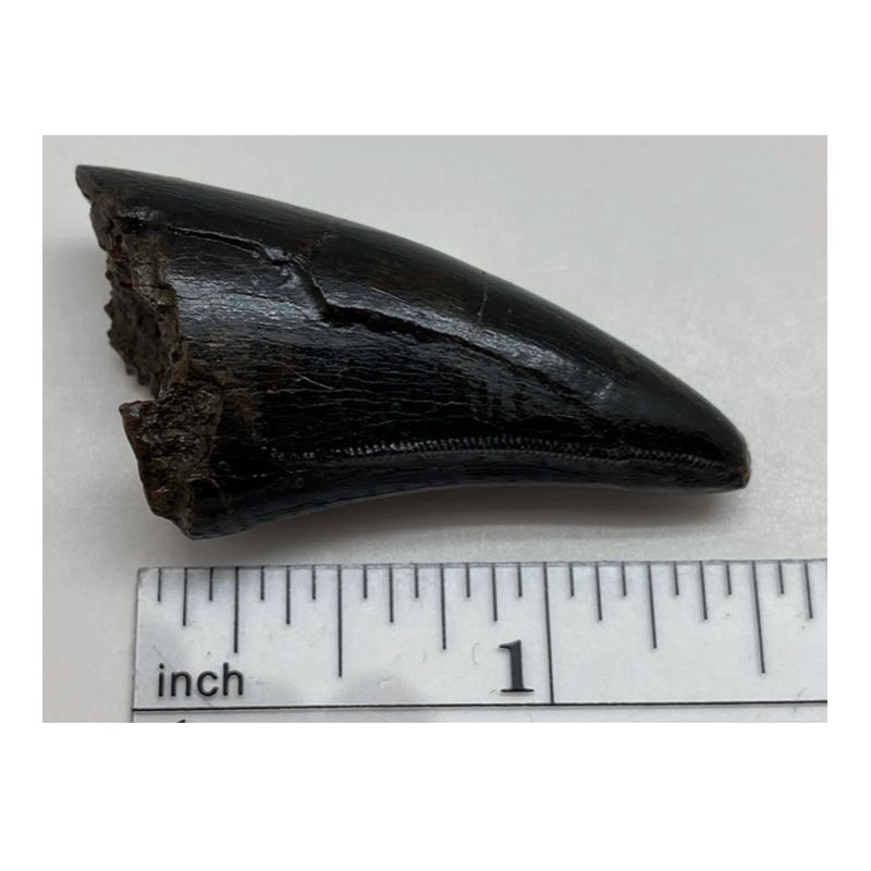 T-Rex Tooth, approx 1.25 in, upper premax