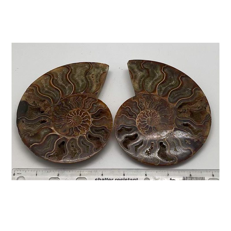 Ammonite Halves pr