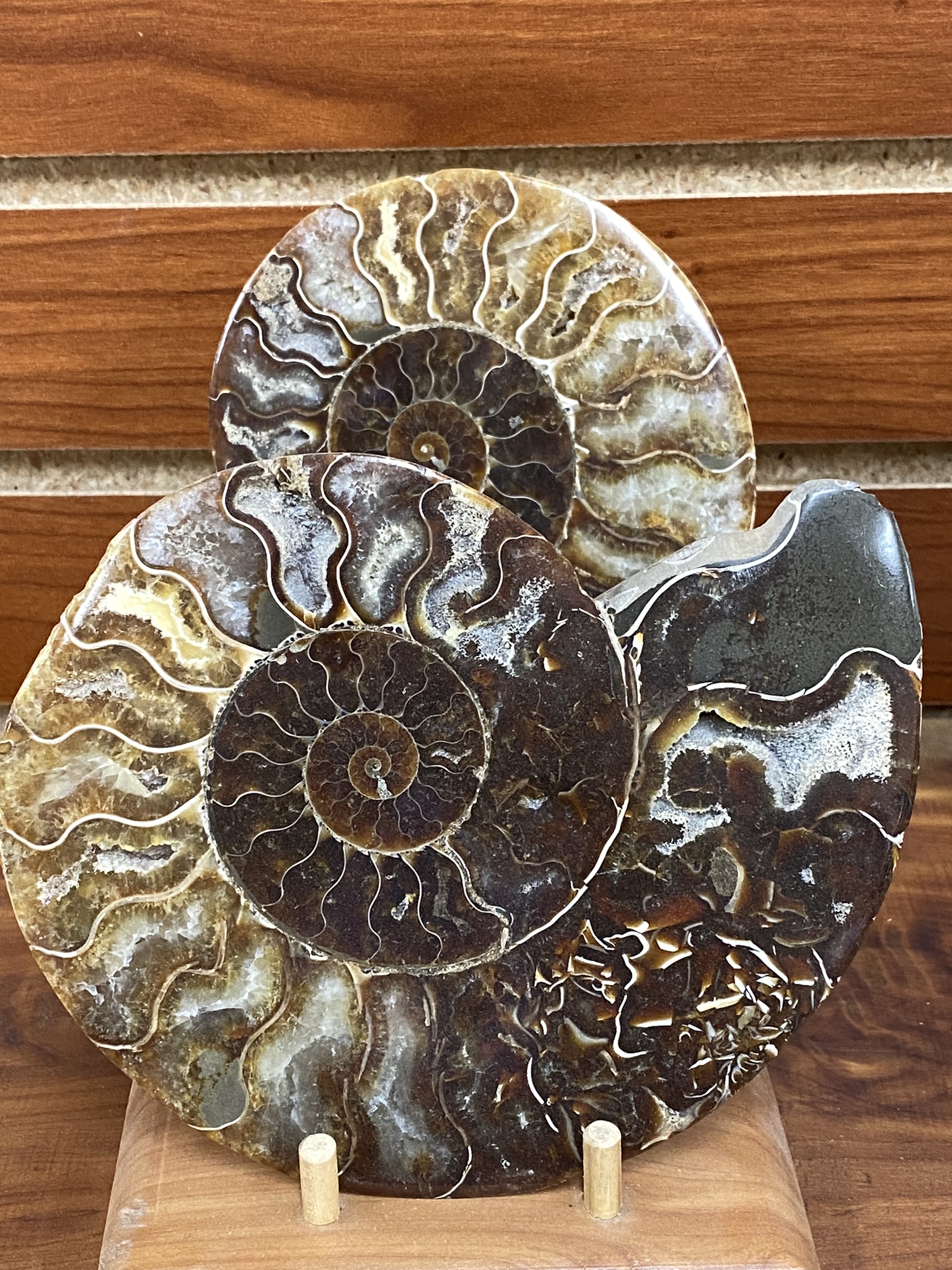 Ammonite halves