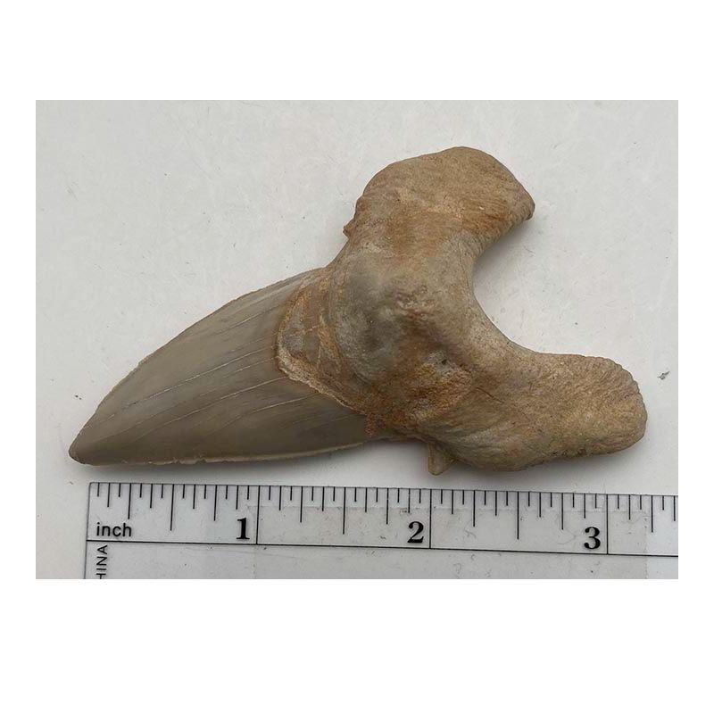 Otodus Tooth XL Image