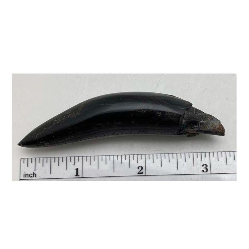 Polished Whale Tooth Image