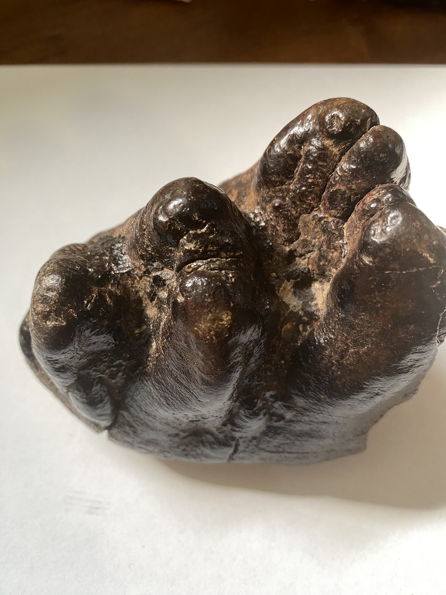 Gomphortherium tooth