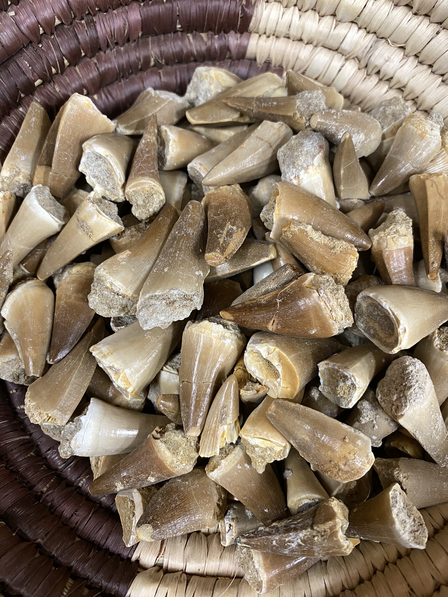 Mosasaur Tooth